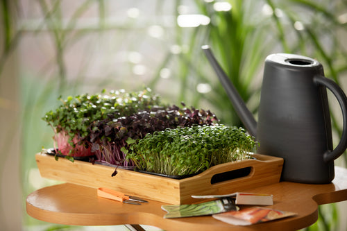 Broccoli Microgreen Powder